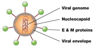 Dengue Virus: Symptoms, Recovery Time, Best Treatment, Prevention 3126
